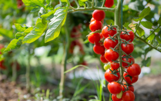 Een foto van een tros tomaten in de zon